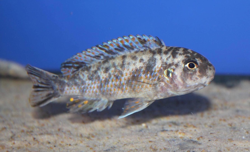 Labeotropheus fuelleborni 'Makanjila Point'